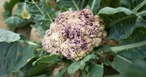 Cauliflower Turning Purple FB