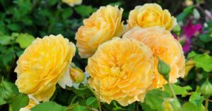 Different Types of Shrub Roses FB