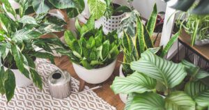 Grooming Tips Houseplants FB