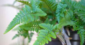 Grow Rabbits Foot Fern FB