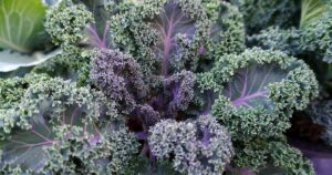 How to Grow Kale FB