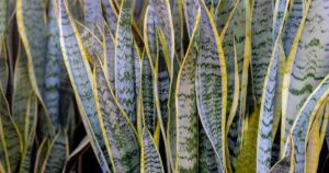 Snake Plant with Drooping Leaves FB