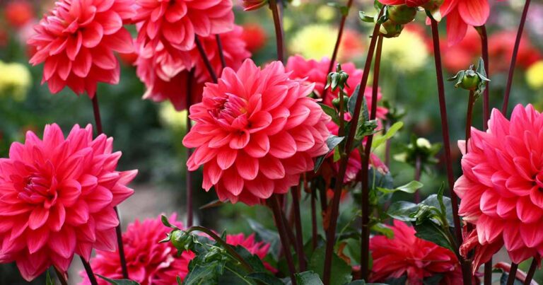 Best Late Summer Bulbs FB