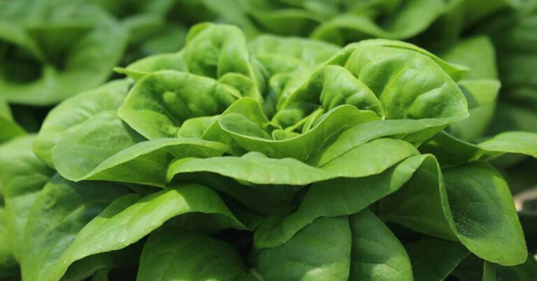 How to Grow Buttercrunch Lettuce FB