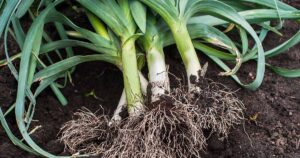 Best Companion Plants for Leeks FB