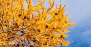 Best Larch Varieties FB