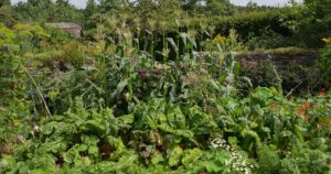 Corn Growing with Companion Plants FB