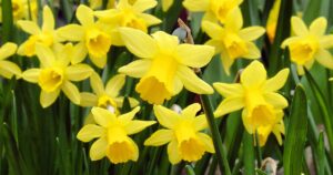 Daffodil Foliage Turning Yellow FB