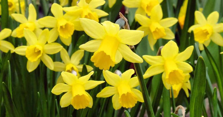 Daffodil Foliage Turning Yellow FB