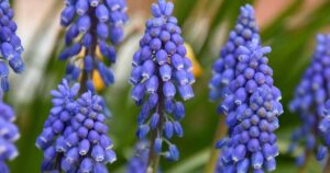 Grape Hyacinth After Blooming FB