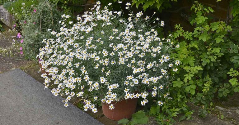Grow Chamomile in Containers FB