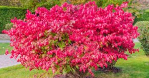 Grow Fire Ball Seedless Burning Bush FB