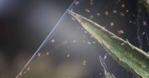 How to Control Spider Mites FB