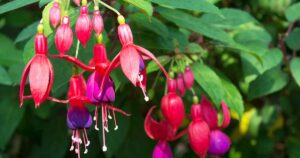 How to Deadhead Fuchsia Flowers FB