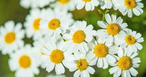 How to Grow Feverfew FB