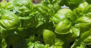 How to Grow Genovese Basil FB