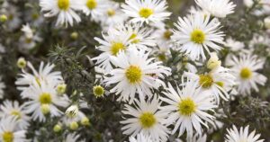 How to Grow Heath Asters FB