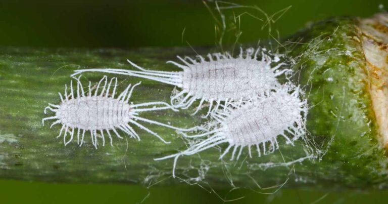 How to Identify and Control Mealybugs FB