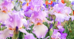 How to Lift and Divide Irises FB