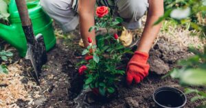 How to Plant a Rose Bush FB