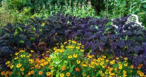 How to Use Marigolds for Pest Control FB