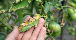 Septoria Leaf Spot on Tomato Plants FB