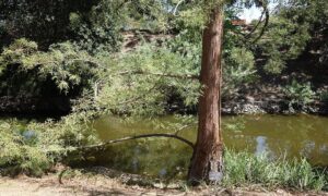 cypress tree 1080x648