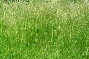 1346916555 long grass