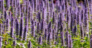 Best Agastache Varieties FB
