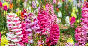 Different Types of Snapdragons FB