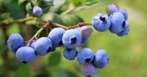 How to Grow Blueberries in Pots and Containers FB2