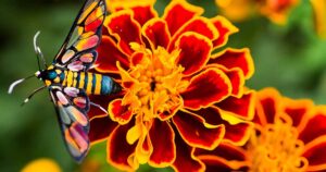 How to Grow French Marigolds FB