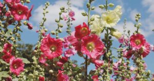 How to Grow Hollyhocks FB