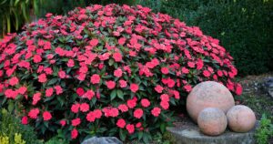 How to Grow Impatiens FB