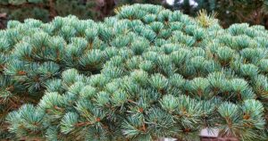 How to Grow Japanese White Pine FB