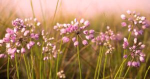 How to Grow Prairie Onion FB