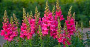 How to Grow Snapdragon FB