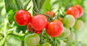 How to Grow Sweeter Tomatoes in Your Garden FB