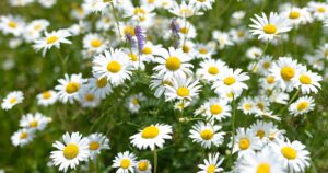 How to Grow a Chamomile Lawn FB
