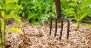 How to Use Straw Mulch in the Vegetable Garden FB