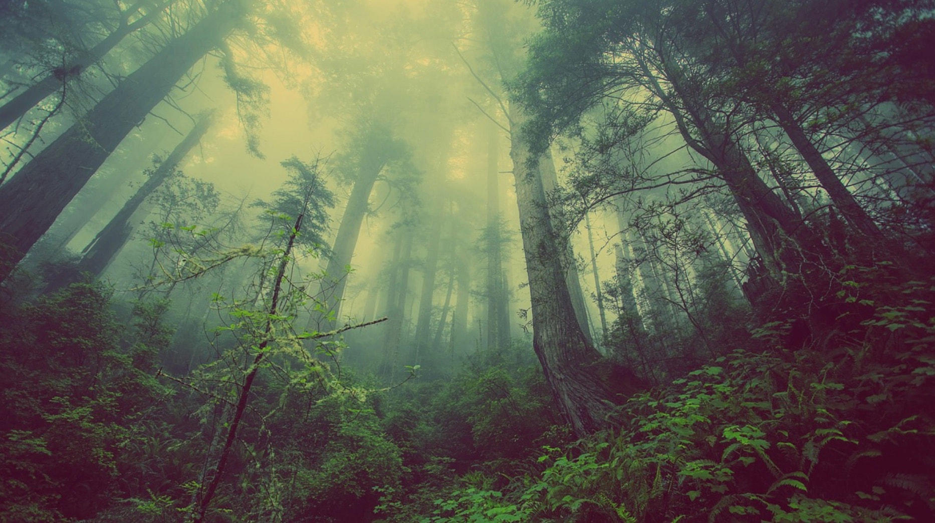 Placerville-Tree-Service-2