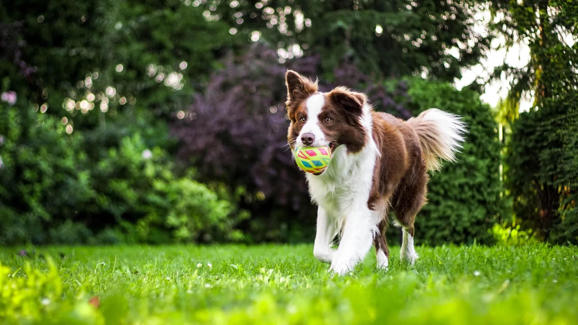 K9-Coach-Home-Dog-Training-2