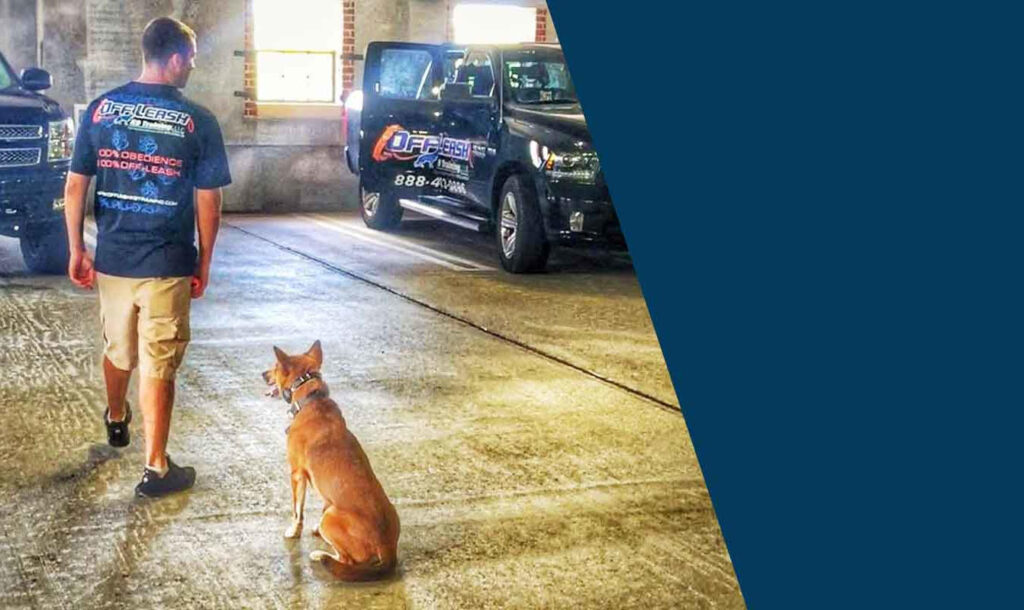 Off-Leash-K9-Training-of-Seattle-and-Tacoma-2